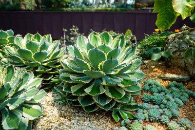 Bu bitki bir Meksika sulu Agave potatoryumu.