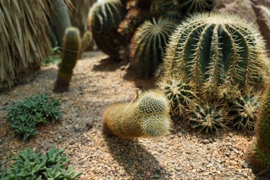Espostoya, Ekvador ve Peru 'nun orta dağlarında bulunan Kaktüs ailesinin ağaç benzeri sulu suları.