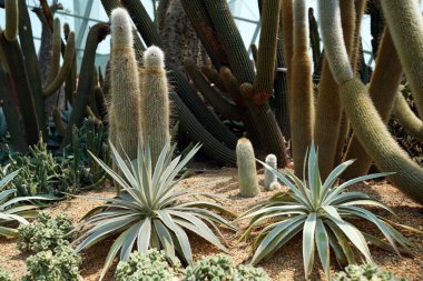 Espostoya, Ekvador ve Peru 'nun orta dağlarında bulunan Kaktüs ailesinin ağaç benzeri sulu suları.