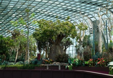 Baobab, tropikal Afrika ve Avustralya 'nın kuru savanalarından biri olan en kalın ağaçlardan biridir. Singapur, körfez kenarındaki bahçeler