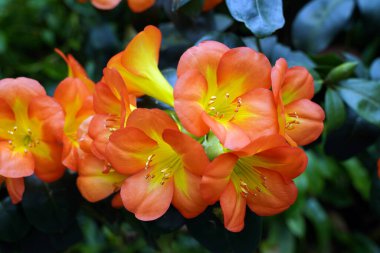 Clivia cinnabar, Amaryllis familyasından Clivia familyasından bir bitki türü. Serada ve kapalı alan kültüründe çiçekli ve yaprak döken bir saksı bitkisi olarak kullanılır.