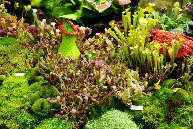 Nepenthes ya da Pitcher, Nepenthe familyasına ait bir yırtıcı bitki cinsidir.