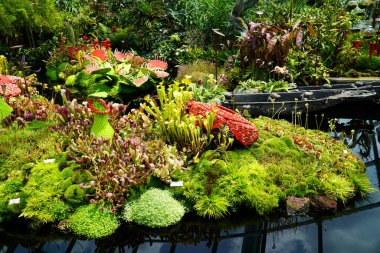 Venüs sinekkapanı, Dewberry familyasından Dionea familyasından bir etobur bitkidir.