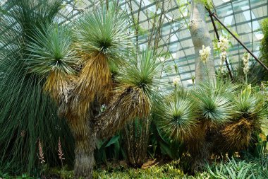 Thompsonian Yucca bitkisi Teksas ve Meksika 'ya özgüdür.   