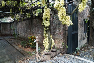 Mukuna, baklagiller familyasından bir sarmaşık cinsidir.                            