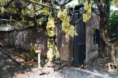 Mukuna, baklagiller familyasından bir sarmaşık cinsidir.                            