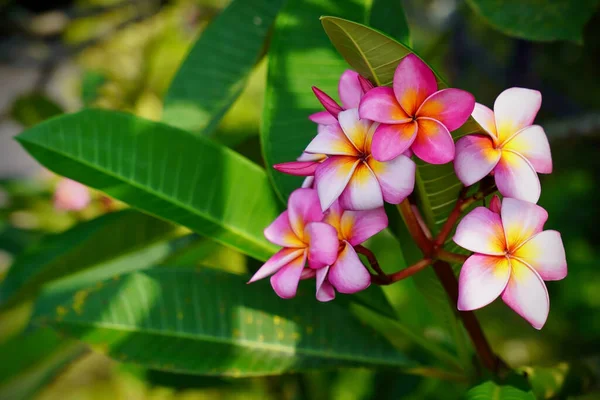 Plumeria Género Árboles Tropicales — Foto de Stock