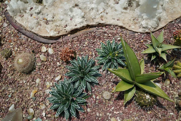 Agave Est Genre Plantes Monocotylédones Famille Des Asperges — Photo