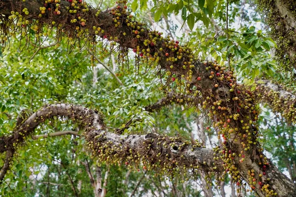 Ficus Racemata Дерево Семьи Малберри Родом Австралии Юго Восточной Азии — стоковое фото