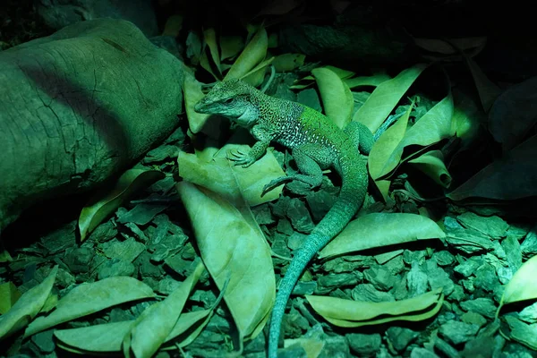 Lagarto Verde Sentado Follaje —  Fotos de Stock