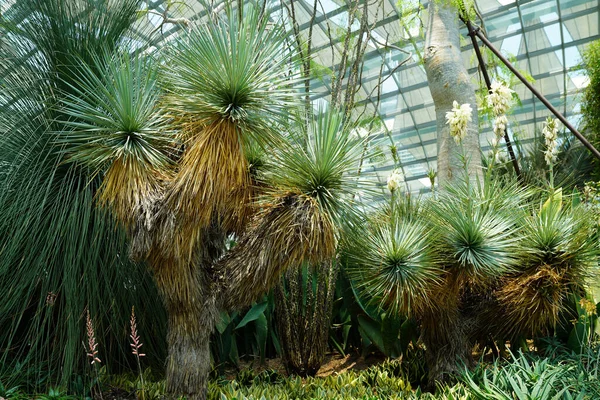 Thompsonian Yucca bitkisi Teksas ve Meksika 'ya özgüdür.   