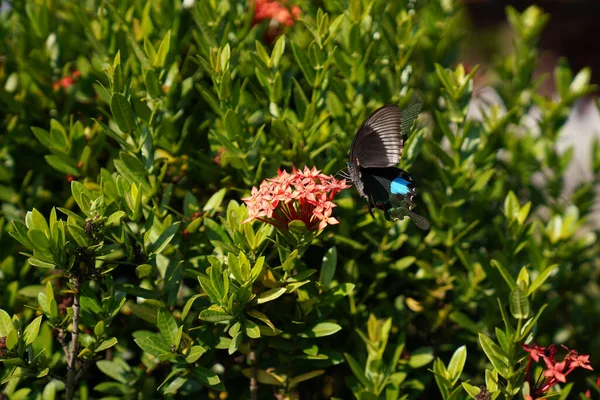 Papilio Helenus Den Röda Helen Stor Svalgfjäril — Stockfoto