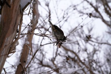Kışın ağaçların dallarında oturan serçeler.
