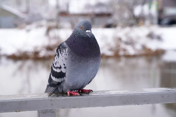 Wild Pigeon Winter Park Lake — Stock Photo, Image