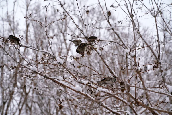Vrabec Sedí Větvích Stromů Zimě — Stock fotografie