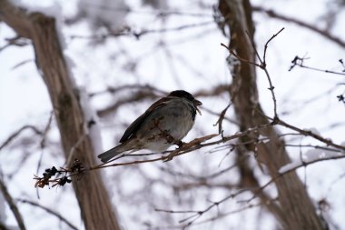 Kışın ağaçların dallarında oturan serçeler.