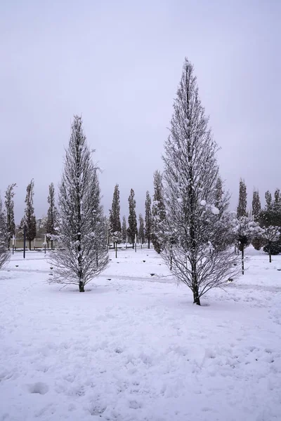 Holé Stromy Zimním Parku — Stock fotografie
