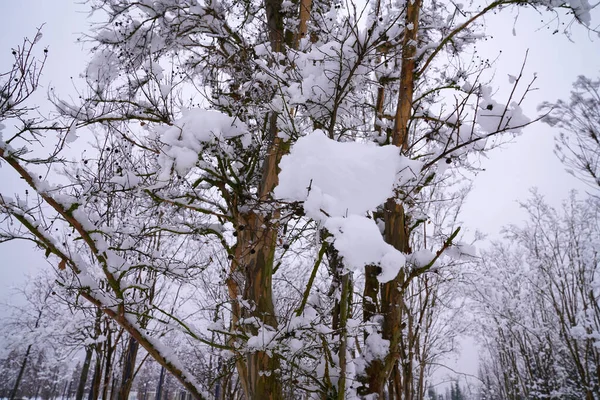 Bare Tree Branches Park — Stock Photo, Image