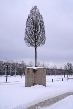 Krasnodar kış parkında çıplak ağaçlar  