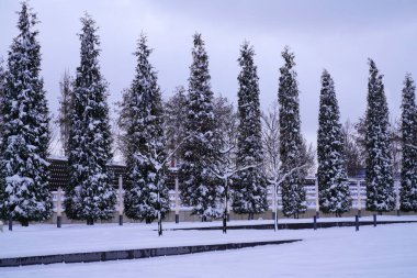 Krasnodar kış parkında çıplak ağaçlar  