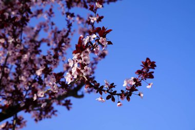 Bahçede açan bir ağaç, parlak renkler ve aromalarla dolu.
