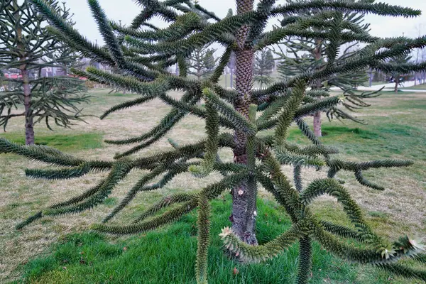 Árvore Conífera Pinheiro Chileno Araucária Araucana — Fotografia de Stock