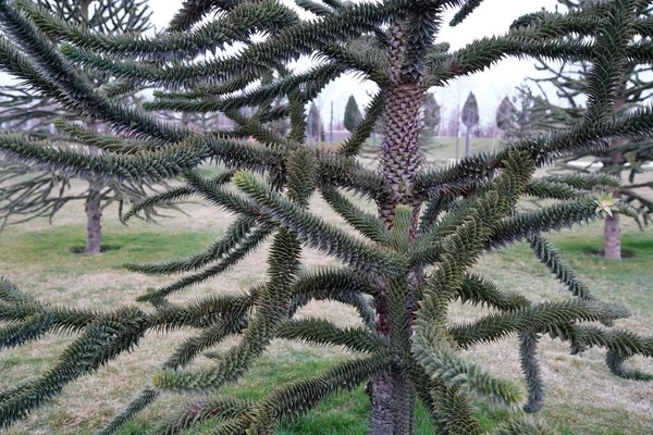 Хвойне Дерево Чилійська Сосна Araucaria Araucana — стокове фото