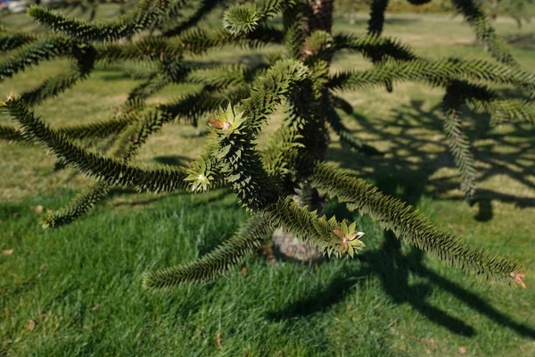 Árvore Conífera Pinheiro Chileno Araucária Araucana — Fotografia de Stock