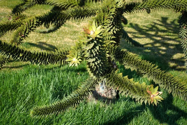 Gran Árbol Coníferas Pino Chileno Araucaria Araucana —  Fotos de Stock