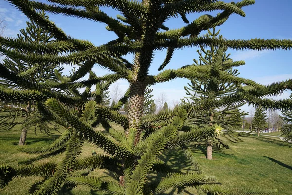Велике Хвойне Дерево Чилійська Сосна Araucaria Araucana — стокове фото