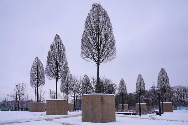 Krasnodar kış parkında çıplak ağaçlar  