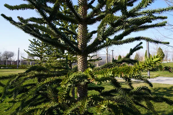 Kozalaklı Ağaç Şili Çamı Araucaria Araucana — Stok fotoğraf