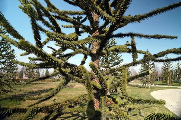 Хвойне Дерево Чилійська Сосна Araucaria Araucana — стокове фото