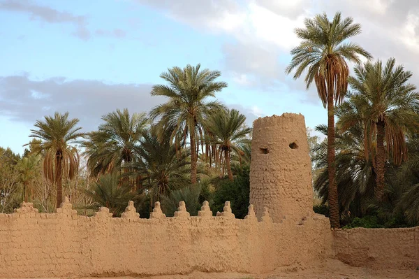 Palmeral Figuig Marruecos — Foto de Stock