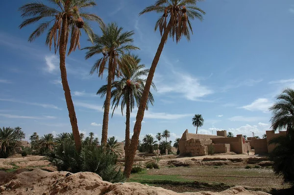 Palmeral Tafilalet Sureste Marruecos — Foto de Stock