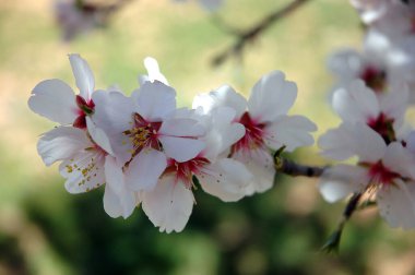 Badem ağacı açtığında
