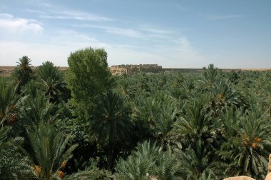 Fas 'taki Tafilalet Palmiyesi