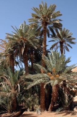 Fas 'taki Tafilalet Palmiyesi