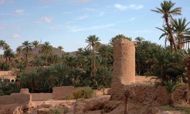 Fas 'taki Figuig Palmiyesi