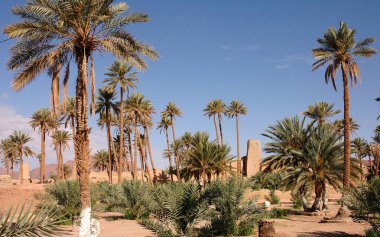 Fas 'taki Figuig Palmiyesi