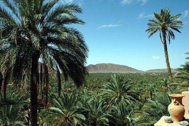 Fas 'taki Figuig Palmiyesi