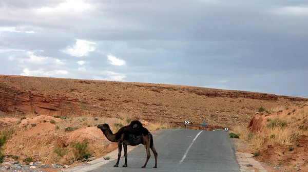 Landskap Sydöstra Marocko — Stockfoto