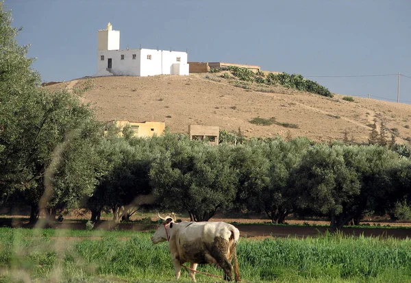 Beautiful Natural Landscape Morocco — Stock Photo, Image