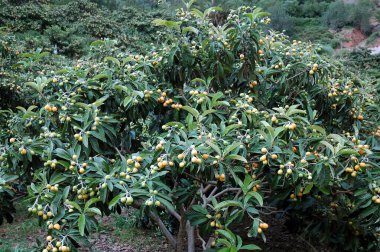 Loquat (Eriobotrya japonica) büyük yeşil çalı ya da ağaç