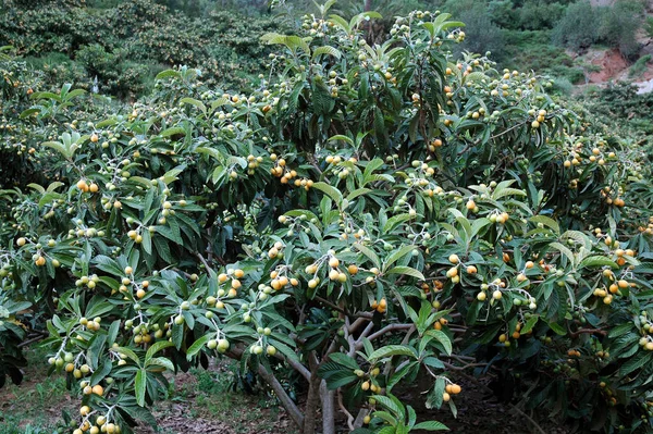 Loquat (Eriobotrya japonica) büyük yeşil çalı ya da ağaç