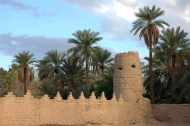 Fas 'ın güneydoğusundaki Figuig Palmiyesi.