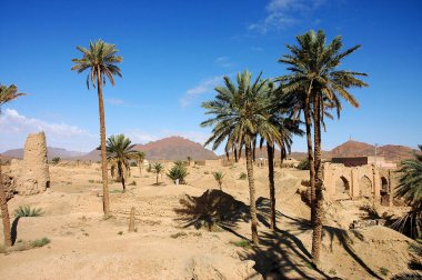 Fas 'ın güneydoğusundaki Figuig Palmiyesi.