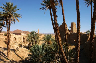 Fas 'ın güneydoğusundaki Figuig Palmiyesi.
