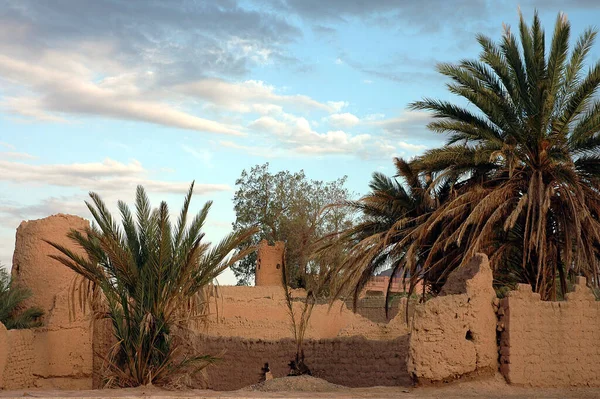 Palmenhain Von Figuig Südosten Marokkos — Stockfoto