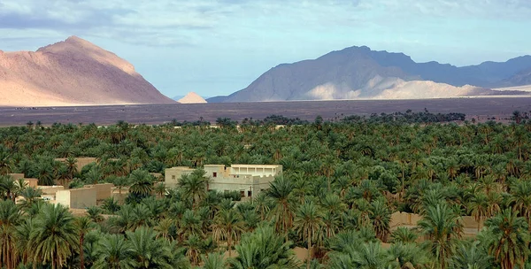 Gaj Palmowy Figuig Południowo Wschodnim Maroku — Zdjęcie stockowe